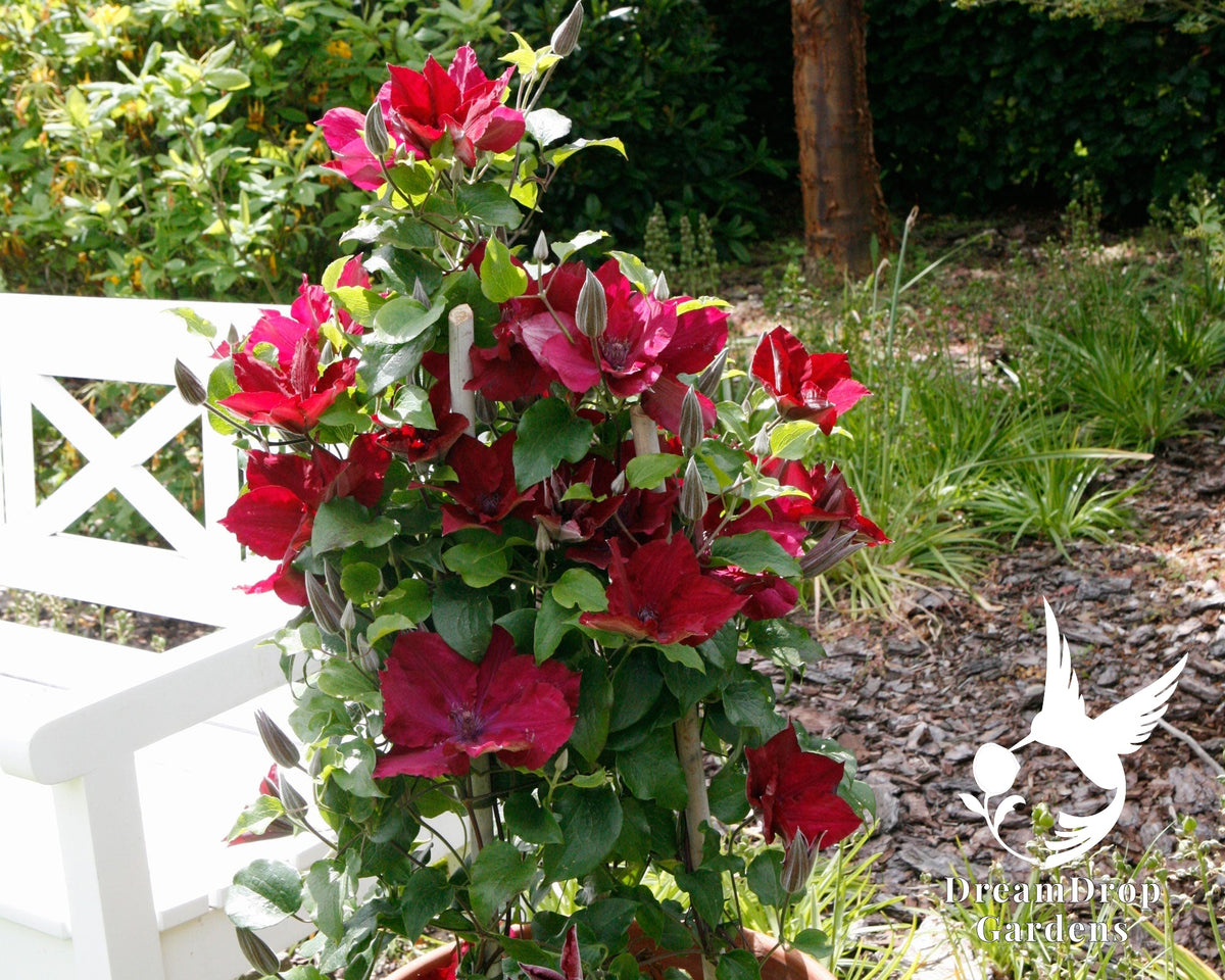 Clematis 'Nubia' - True Red — DreamDrop Gardens photo 2