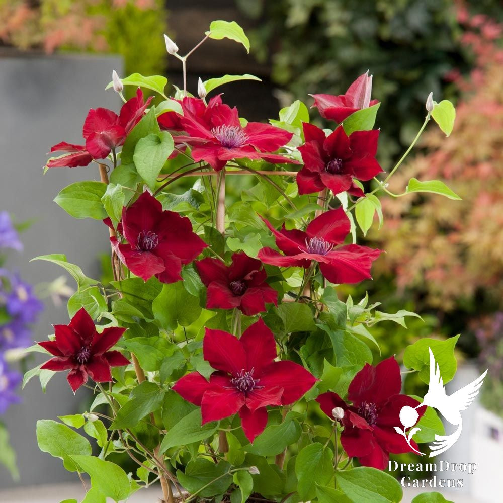 Clematis 'Nubia' - True Red — DreamDrop Gardens photo 3