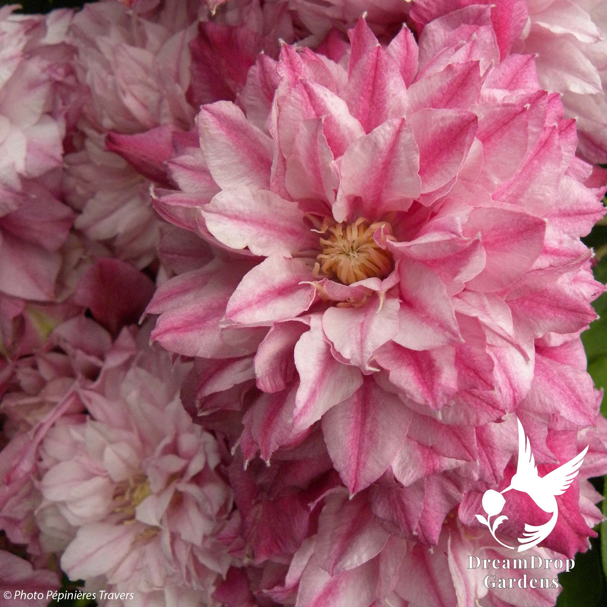 Clematis 'Pafar' AKA Patricia Ann Fretwell - Multi-Bloom Pink — DreamDrop Gardens photo 11