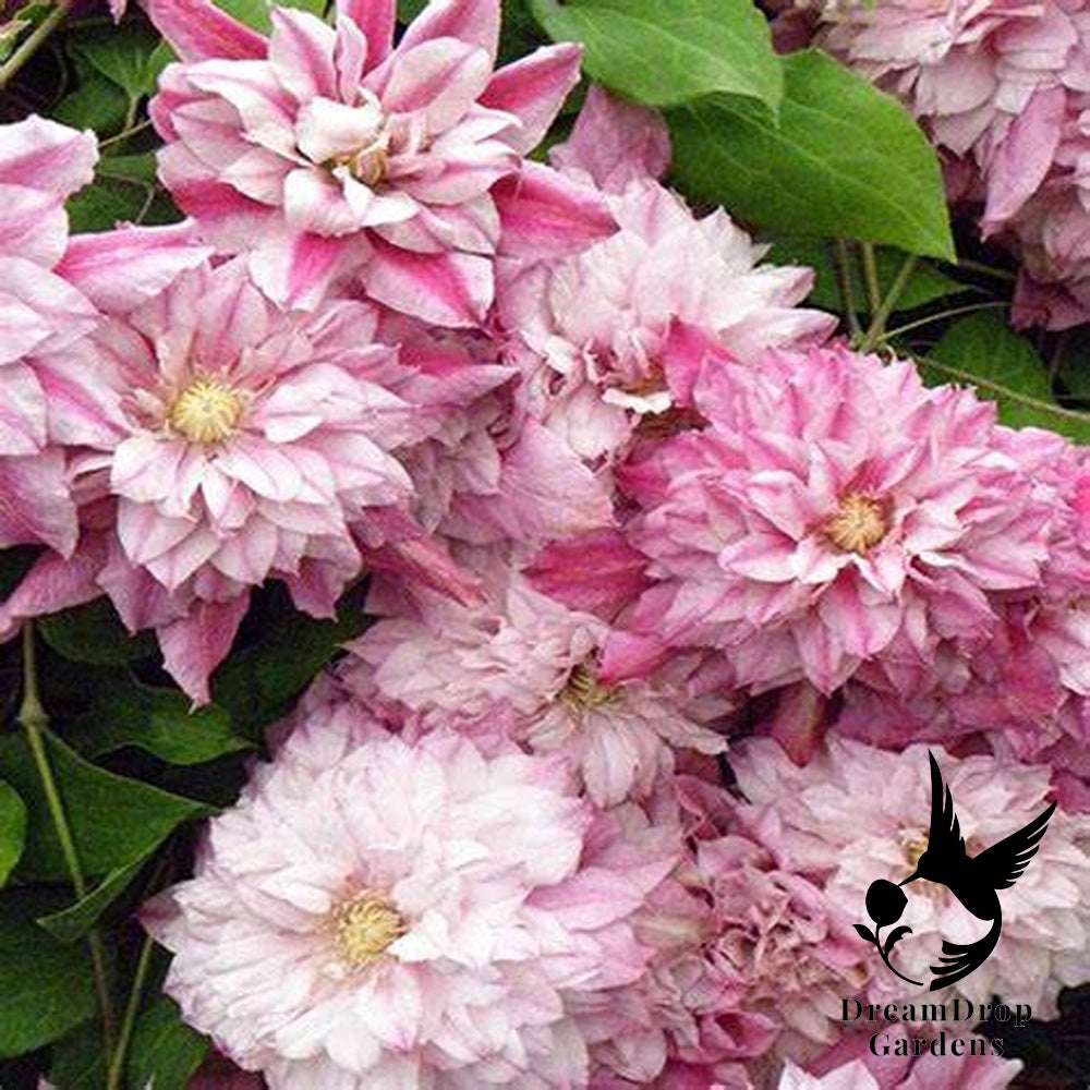 Clematis 'Pafar' AKA Patricia Ann Fretwell - Multi-Bloom Pink — DreamDrop Gardens photo 1