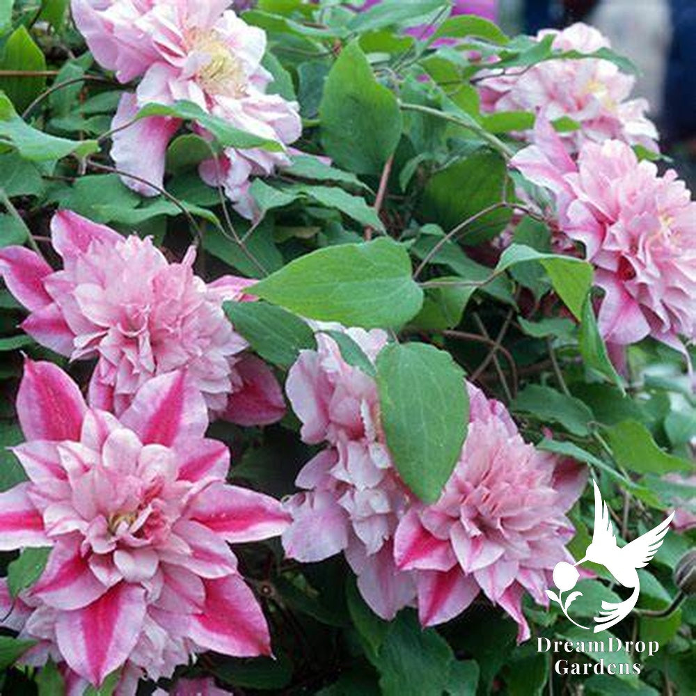 Clematis 'Pafar' AKA Patricia Ann Fretwell - Multi-Bloom Pink — DreamDrop Gardens photo 2