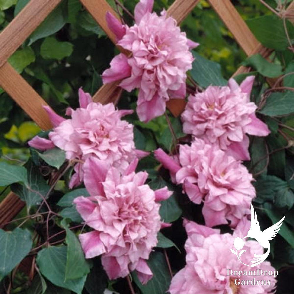 Clematis 'Pafar' AKA Patricia Ann Fretwell - Multi-Bloom Pink — DreamDrop Gardens photo 3
