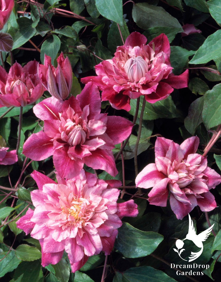 Clematis 'Pafar' AKA Patricia Ann Fretwell - Multi-Bloom Pink — DreamDrop Gardens photo 4
