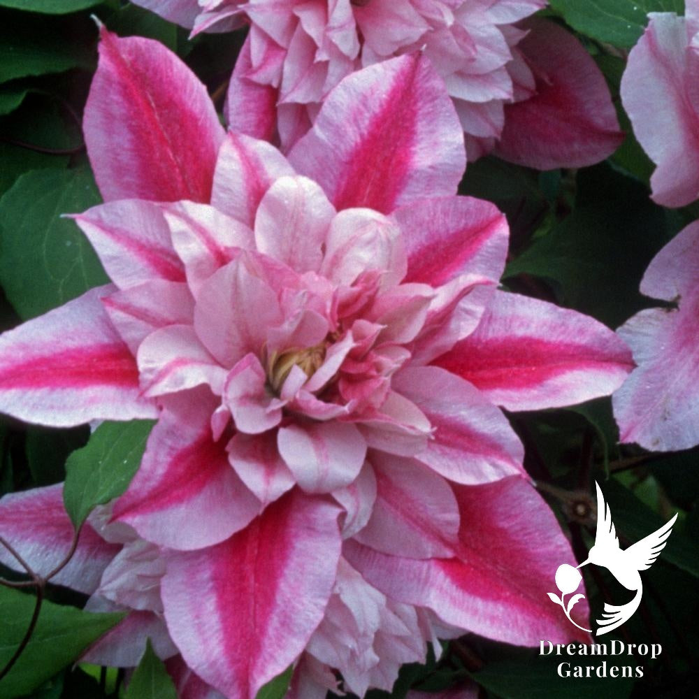 Clematis 'Pafar' AKA Patricia Ann Fretwell - Multi-Bloom Pink — DreamDrop Gardens photo 5