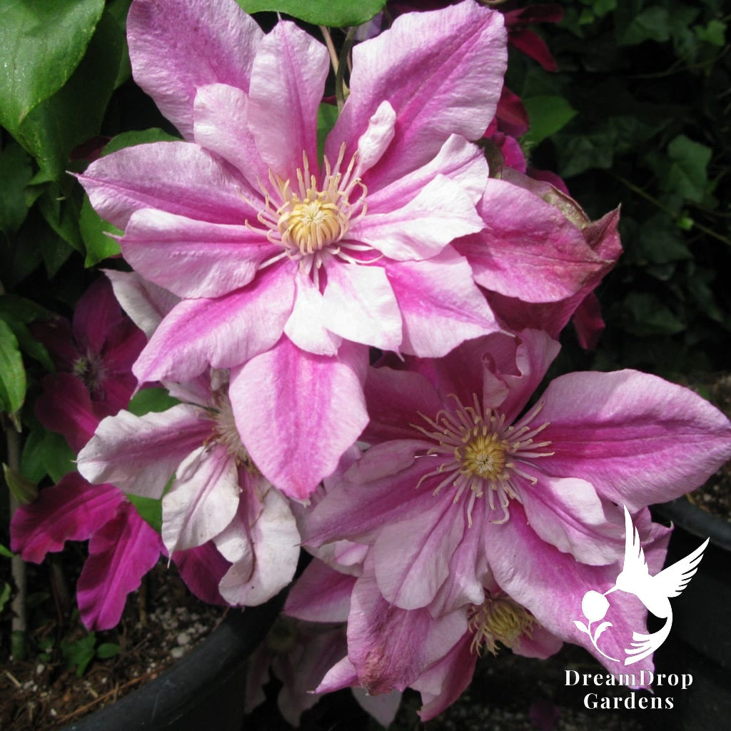 Clematis 'Pafar' AKA Patricia Ann Fretwell - Multi-Bloom Pink — DreamDrop Gardens photo 6