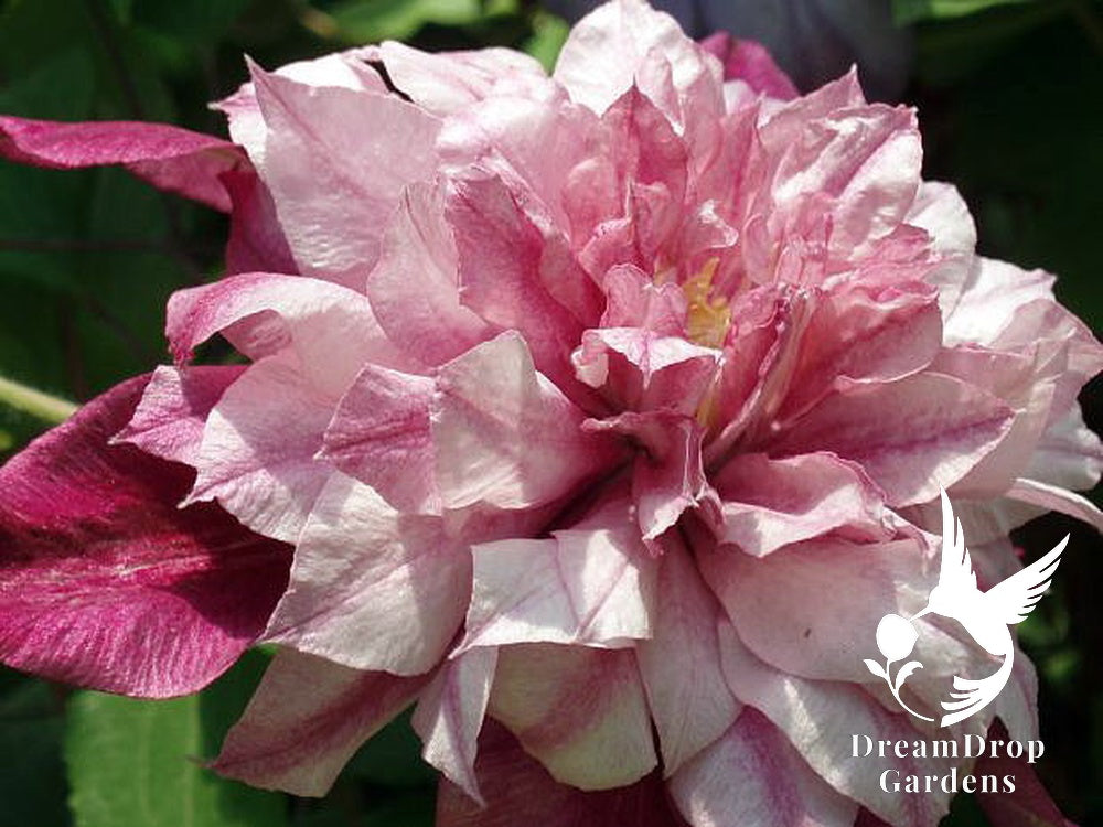 Clematis 'Pafar' AKA Patricia Ann Fretwell - Multi-Bloom Pink — DreamDrop Gardens photo 7