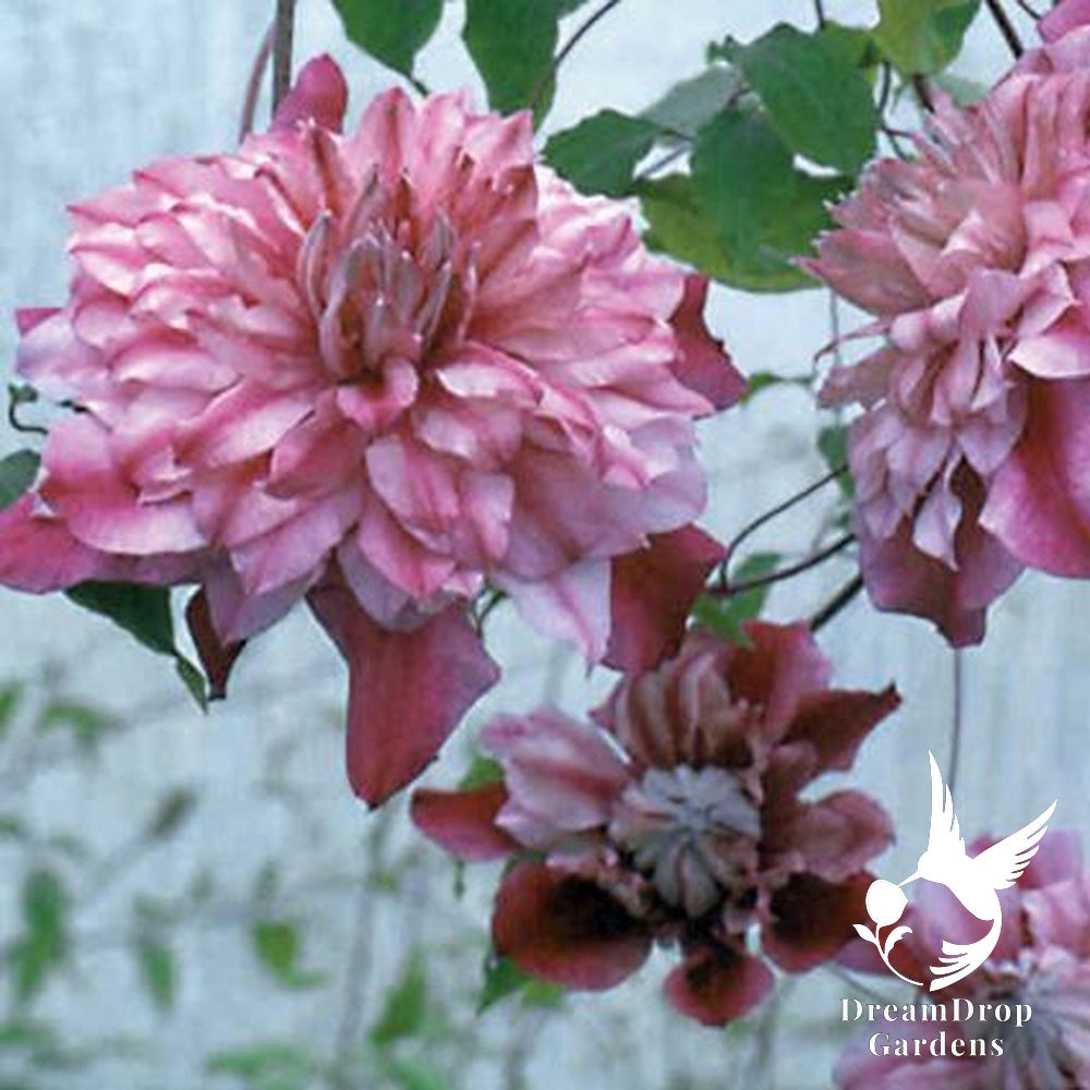 Clematis 'Pafar' AKA Patricia Ann Fretwell - Multi-Bloom Pink — DreamDrop Gardens photo 8