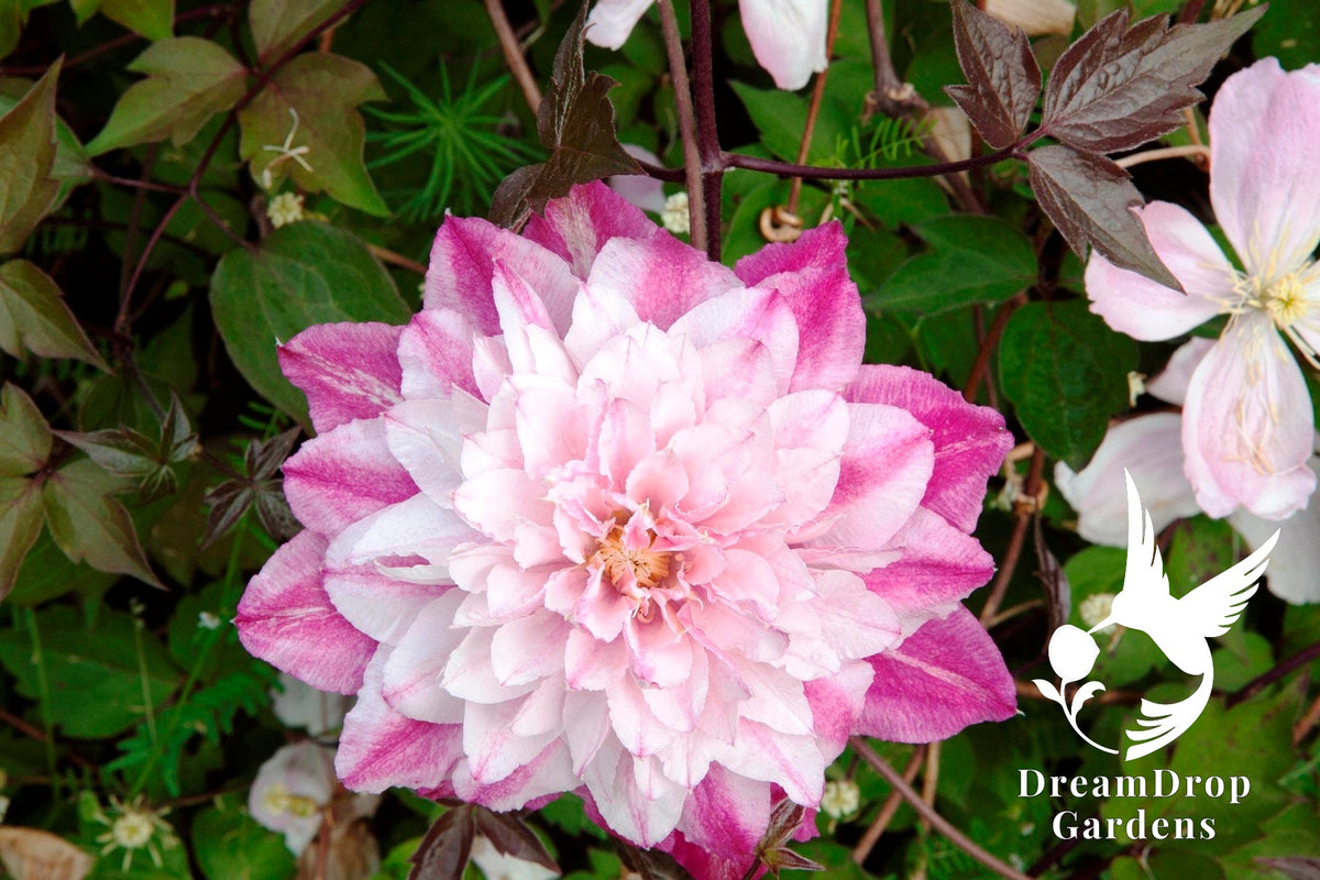 Clematis 'Pafar' AKA Patricia Ann Fretwell - Multi-Bloom Pink — DreamDrop Gardens photo 9