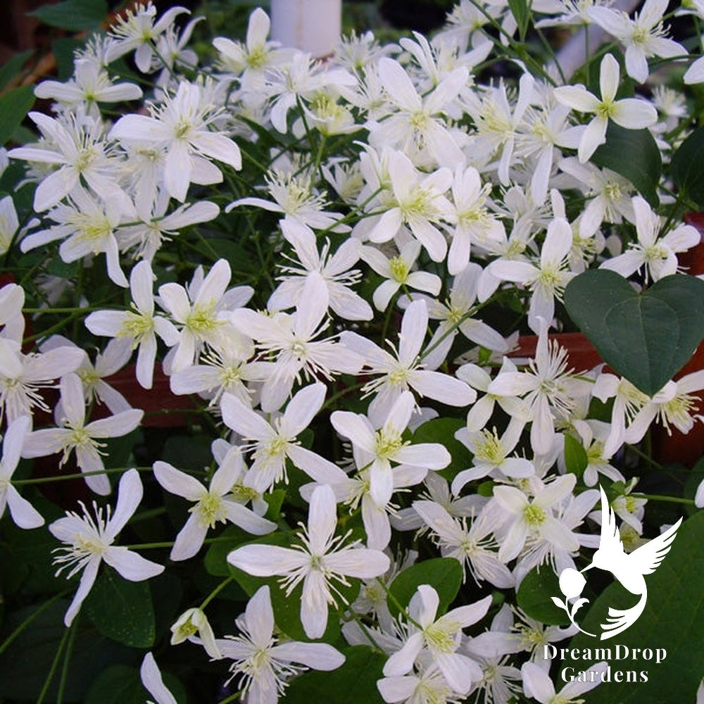 Clematis - paniculata (ternifjlora) Sweet Autumn — DreamDrop Gardens photo 1