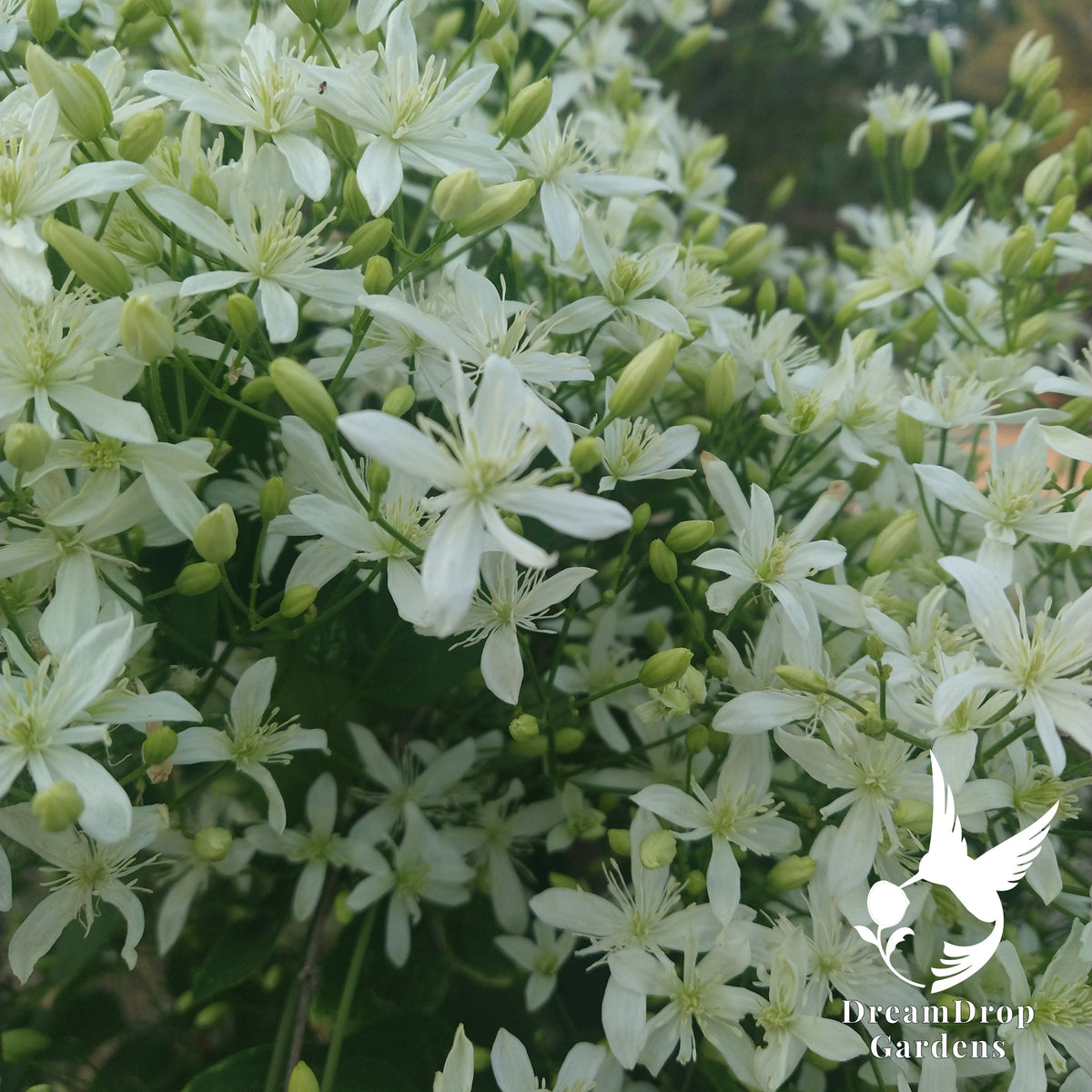 Sweet Autumn clematis vine smothered in small starry white flowers and buds