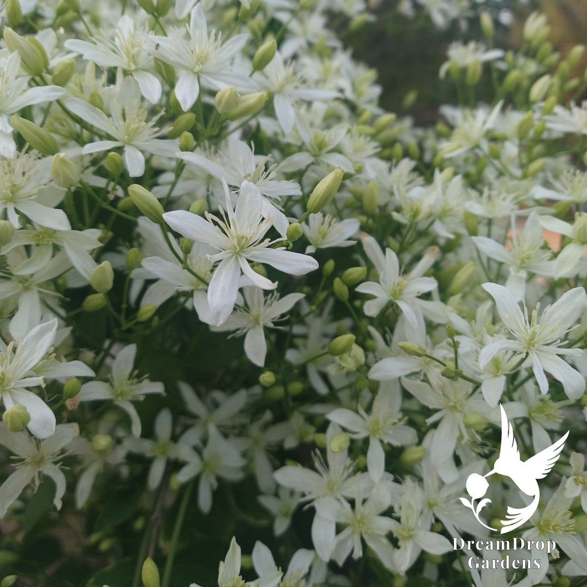 Close-up of masses of fragrant white Sweet Autumn clematis flowers