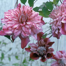 Load image into Gallery viewer, Clematis &#39;Pafar&#39; AKA Patricia Ann Fretwell - Multi-Bloom Pink
