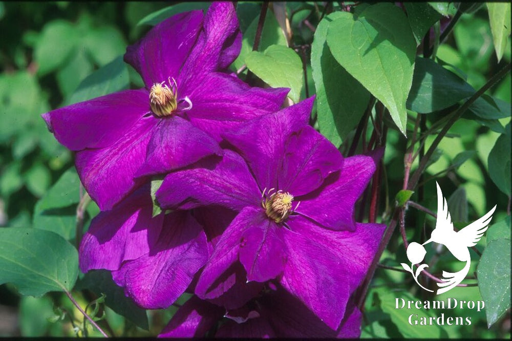 Clematis 'Perrin's Pride' — DreamDrop Gardens photo 1