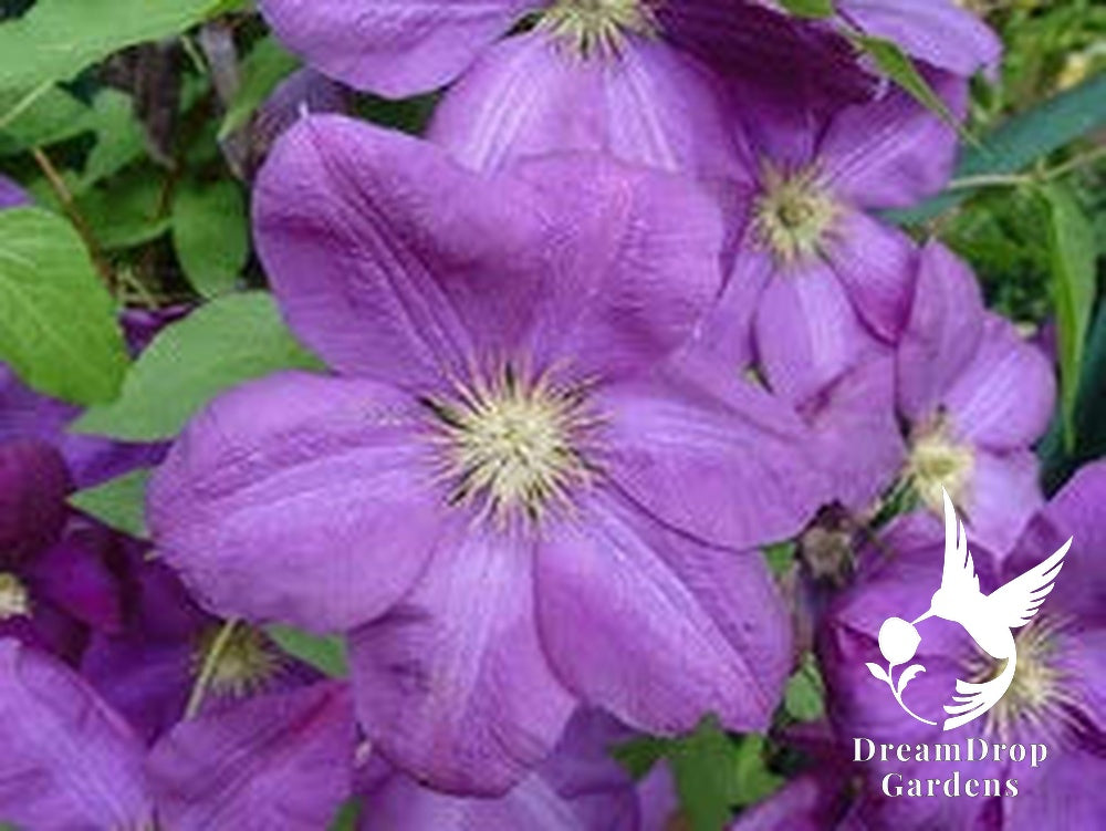 Clematis 'Perrin's Pride' — DreamDrop Gardens photo 2