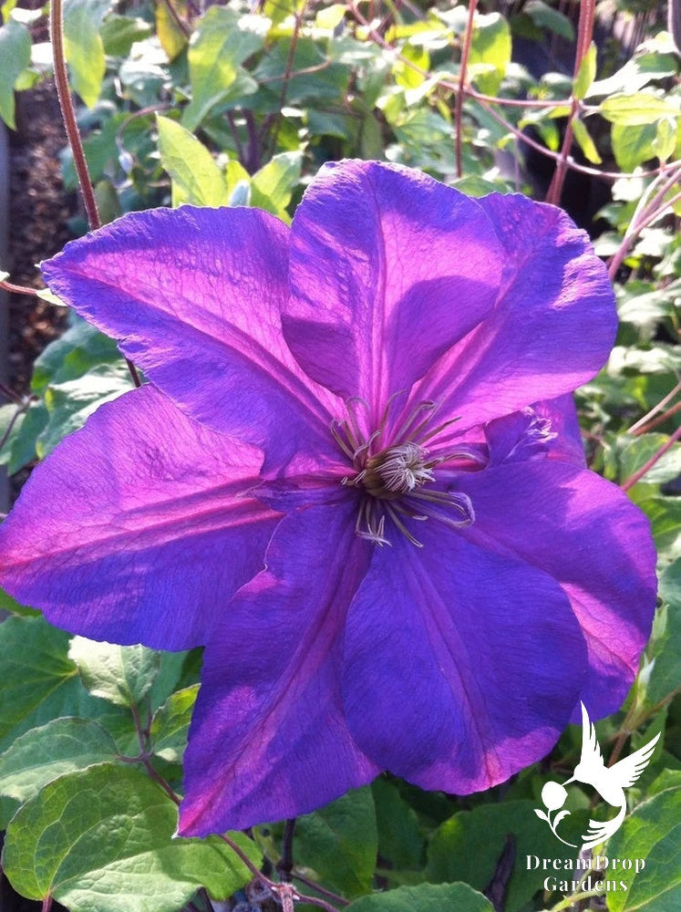 Clematis 'Perrin's Pride' — DreamDrop Gardens photo 3