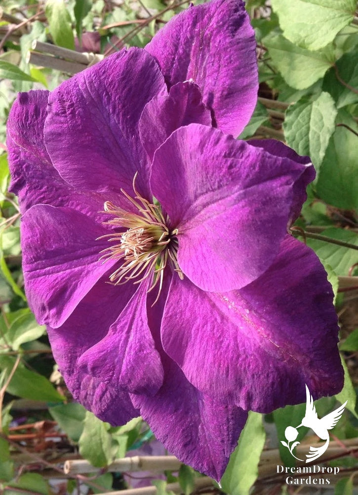 Clematis 'Perrin's Pride' — DreamDrop Gardens photo 4