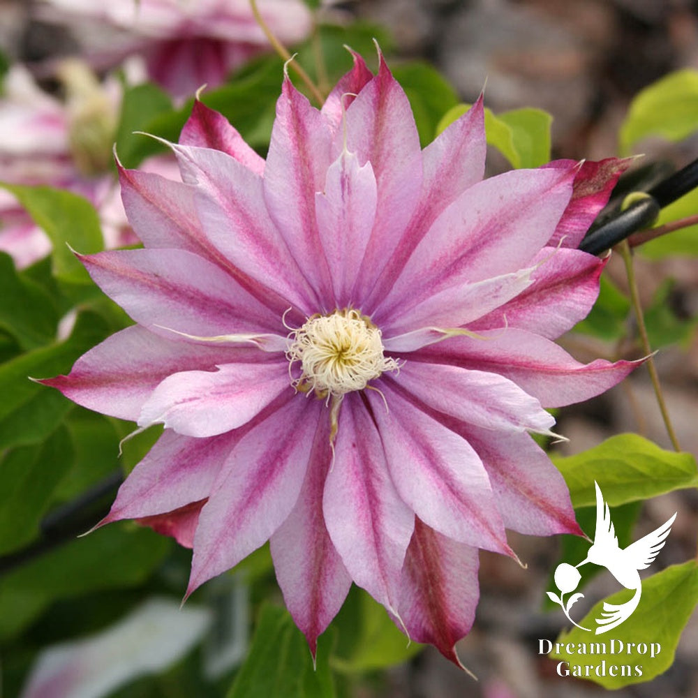 Clematis 'Phyllis' - Multi-Bloom Pink — DreamDrop Gardens photo 1