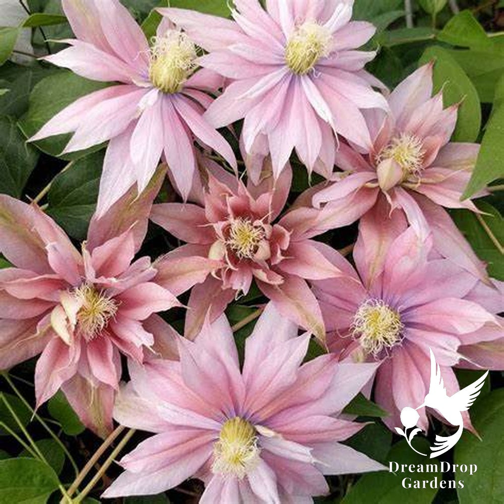 Clematis 'Phyllis' - Multi-Bloom Pink — DreamDrop Gardens photo 2