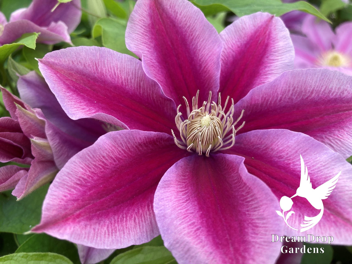 Clematis 'Poseidon' — DreamDrop Gardens photo 1