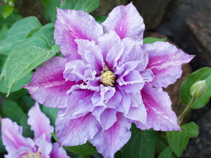 Clematis 'Pillu' AKA 'Little Duckling'