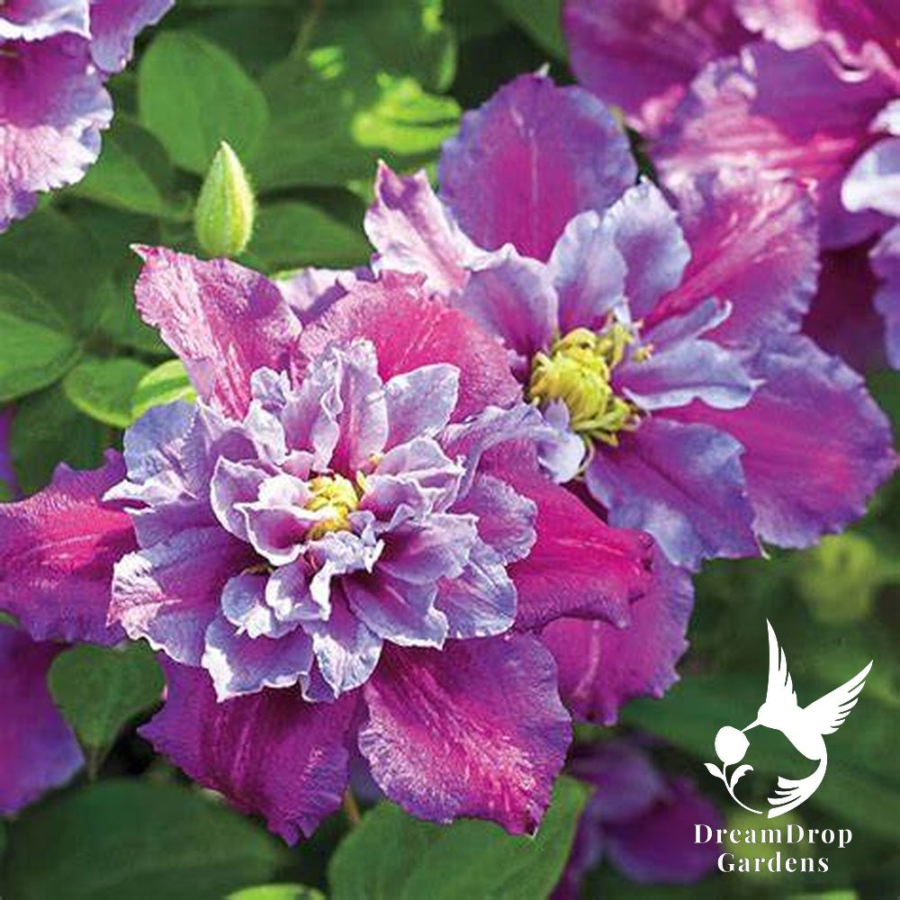 Clematis 'Pillu' AKA 'Little Duckling' — DreamDrop Gardens photo 1