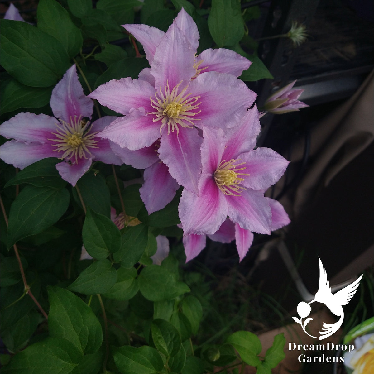 Pale pink Pillu clematis blooms with deep pink central bars and yellow stamens