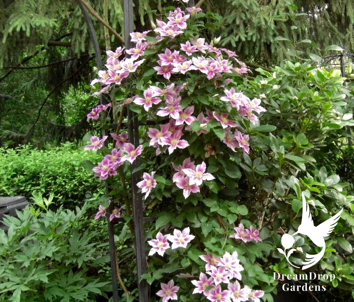Clematis 'Pillu' AKA 'Little Duckling' — DreamDrop Gardens photo 2