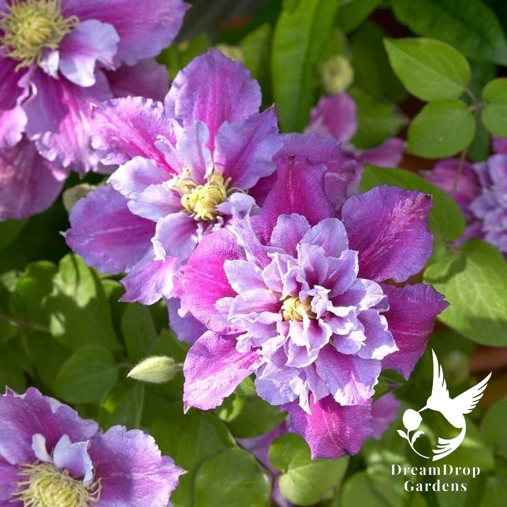 Clematis 'Pillu' AKA 'Little Duckling' — DreamDrop Gardens photo 3
