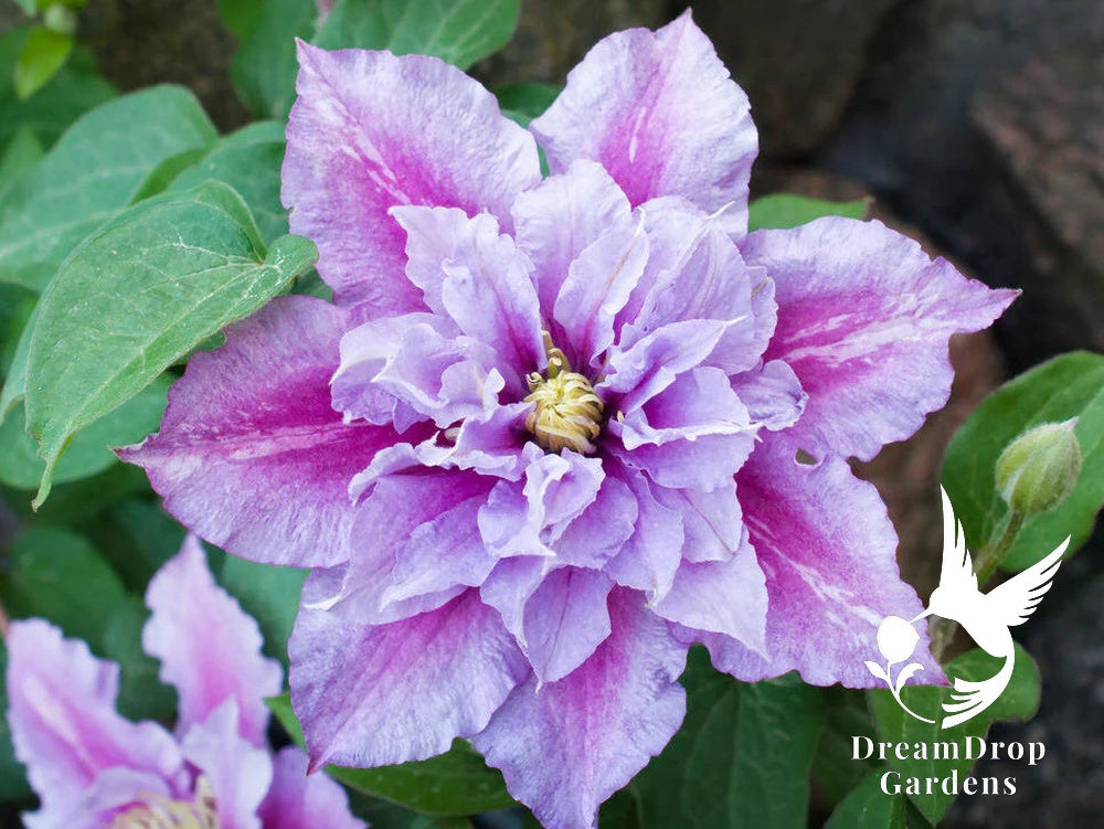 Clematis 'Pillu' AKA 'Little Duckling' — DreamDrop Gardens photo 4