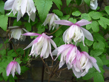 Load image into Gallery viewer, Clematis - Atragene - &#39;Alpina Pink Flamingo&#39;
