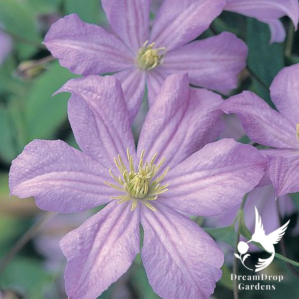 Clematis 'Prince Charles' — DreamDrop Gardens photo 1