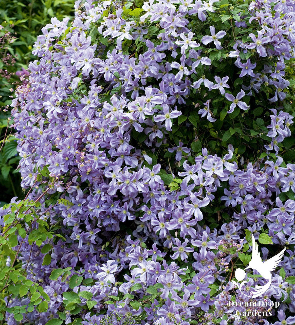 Clematis 'Prince Charles' — DreamDrop Gardens photo 2