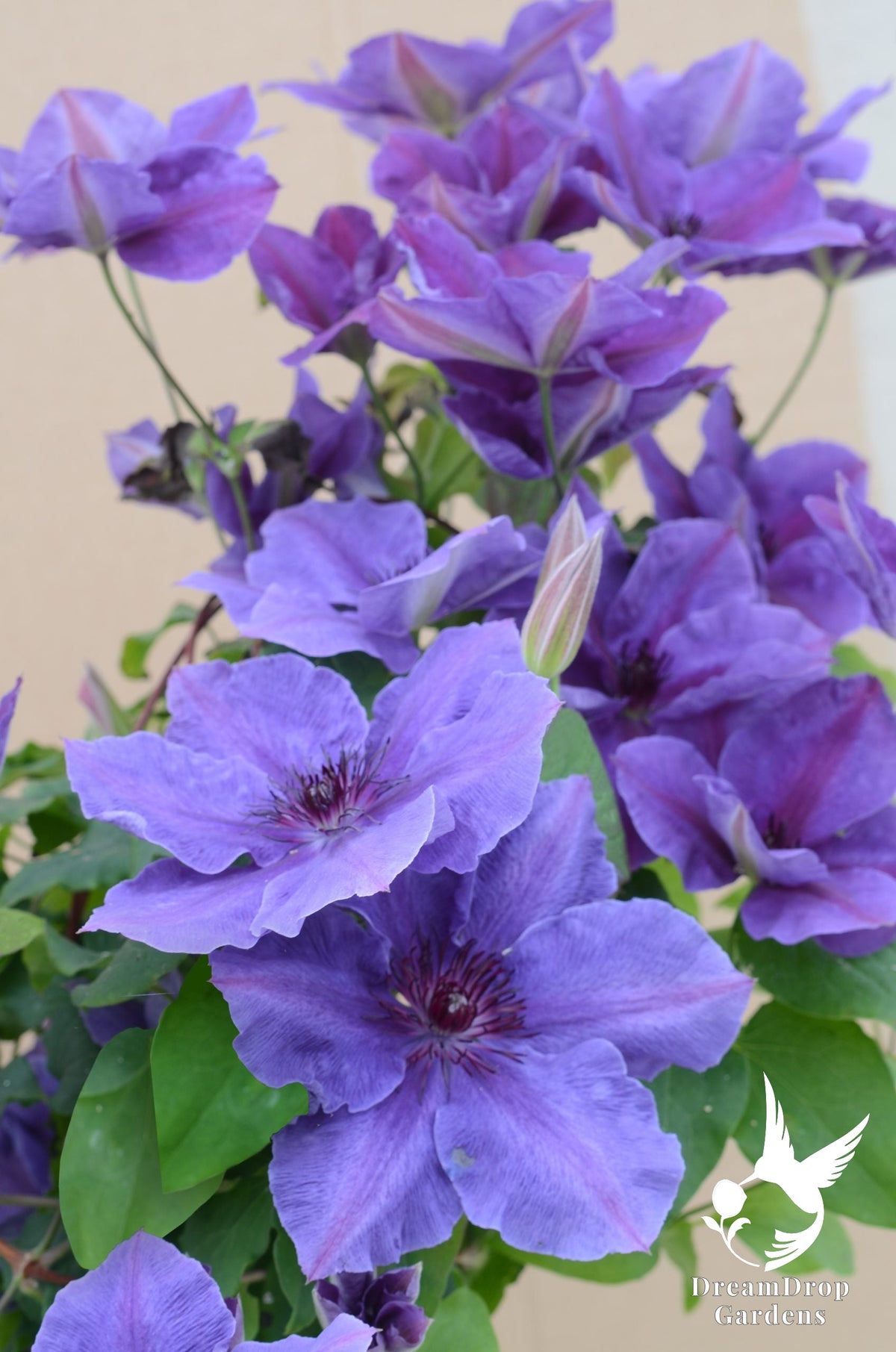 Clematis 'Ravel' — DreamDrop Gardens photo 1