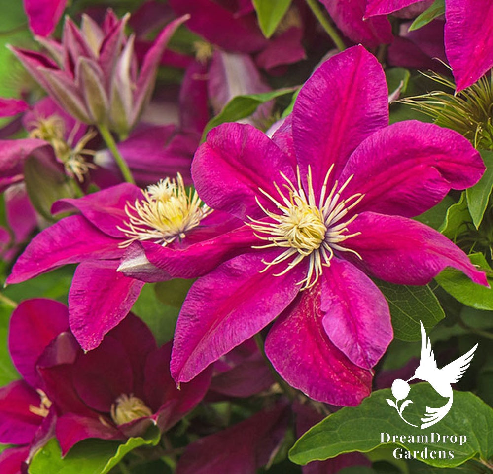 Clematis 'Ernest Markham' — DreamDrop Gardens photo 1