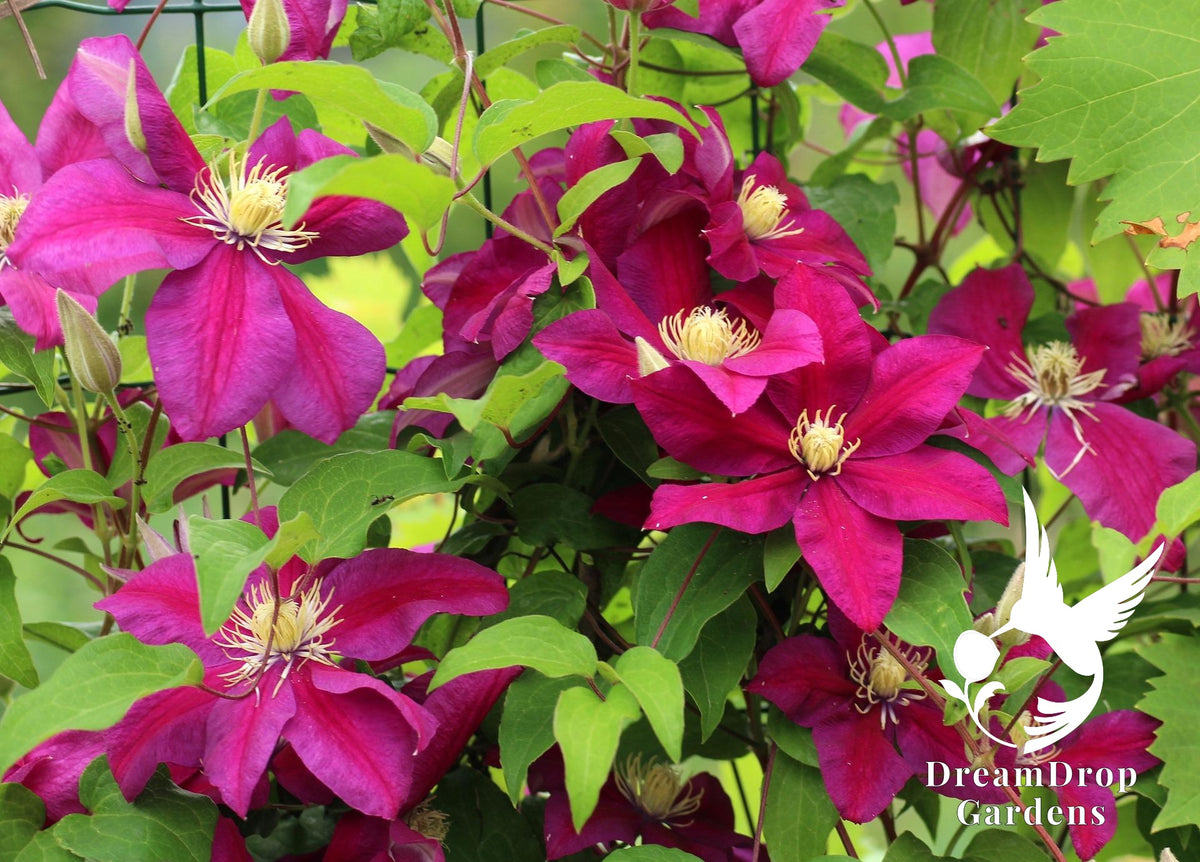Clematis 'Ernest Markham' — DreamDrop Gardens photo 2
