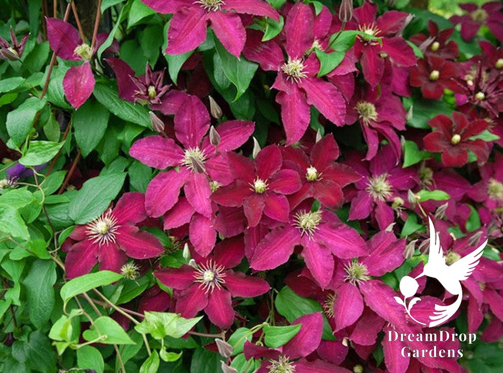 Clematis 'Ernest Markham' — DreamDrop Gardens photo 3