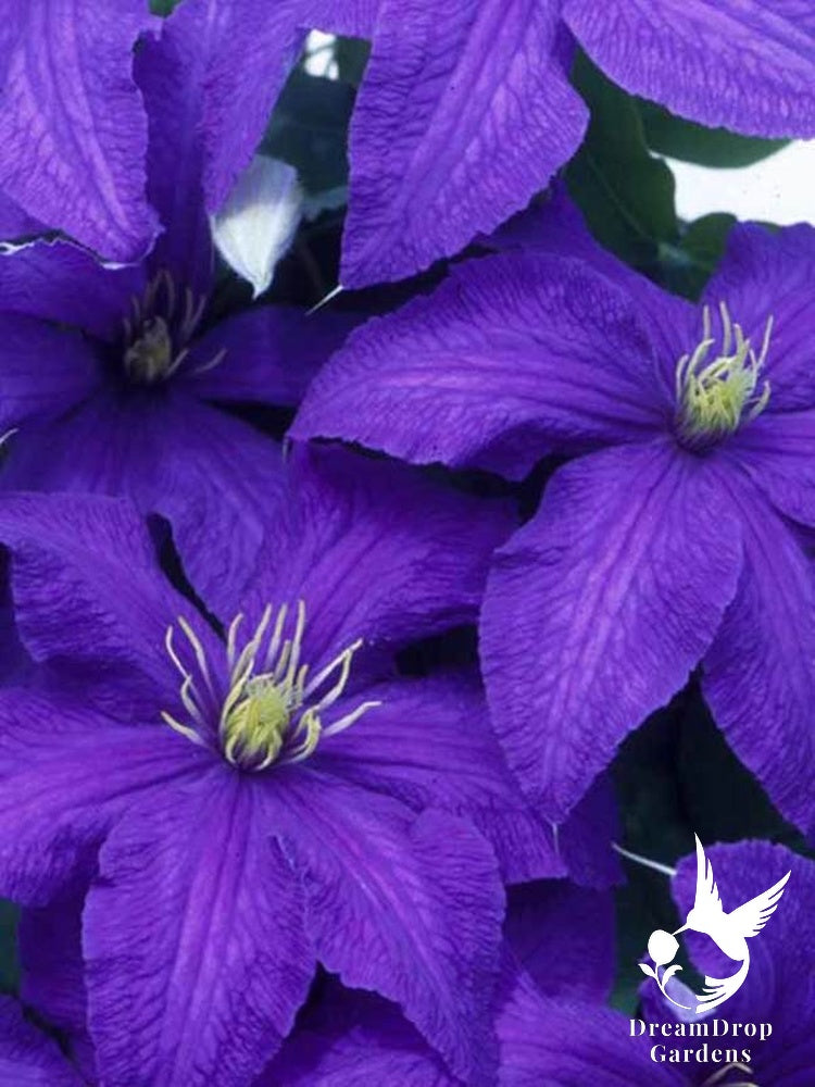 Clematis 'Rhapsody' — DreamDrop Gardens photo 1