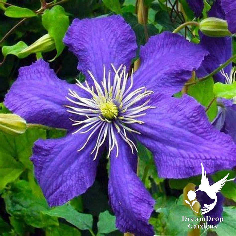 Clematis 'Rhapsody' — DreamDrop Gardens photo 2