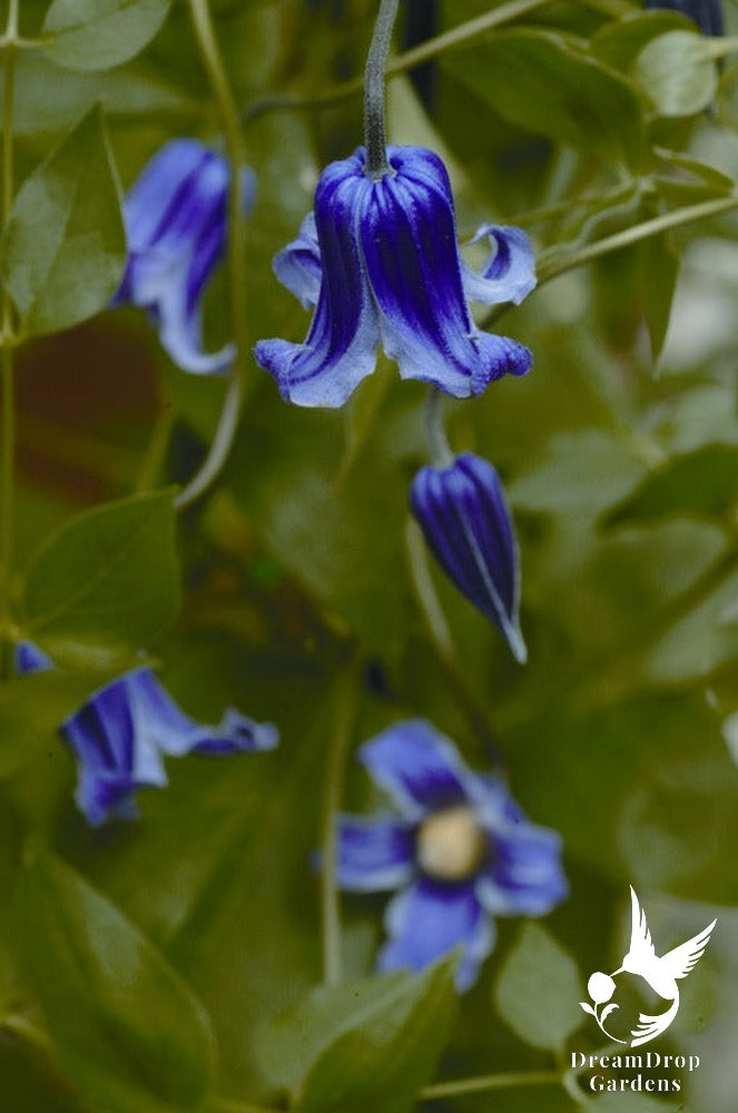 Clematis 'Mermaid Tears' AKA 'Roguchi' — DreamDrop Gardens photo 1