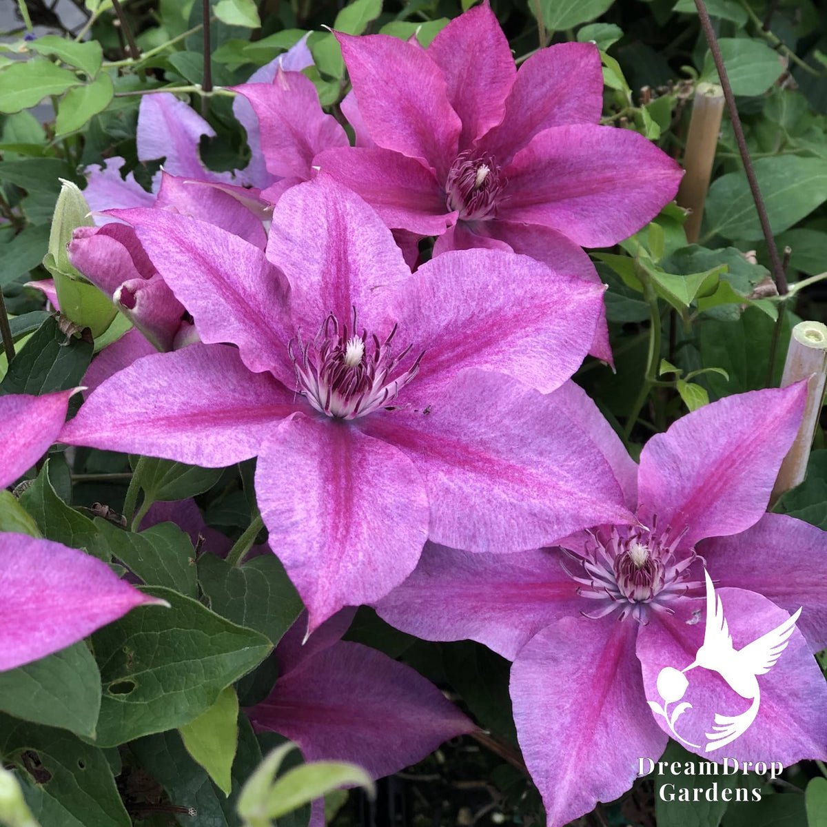 Clematis 'Rosalie' - Color Changing — DreamDrop Gardens photo 1