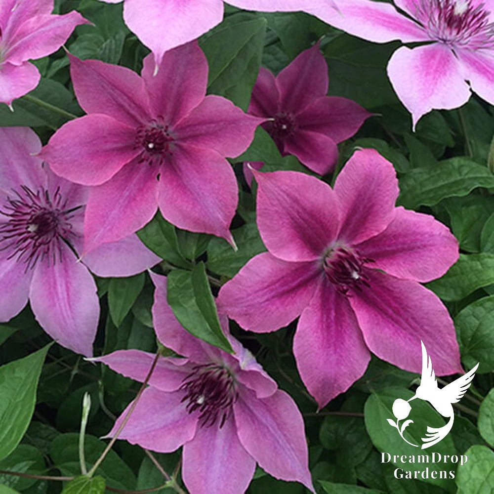 Clematis 'Rosalie' - Color Changing — DreamDrop Gardens photo 2