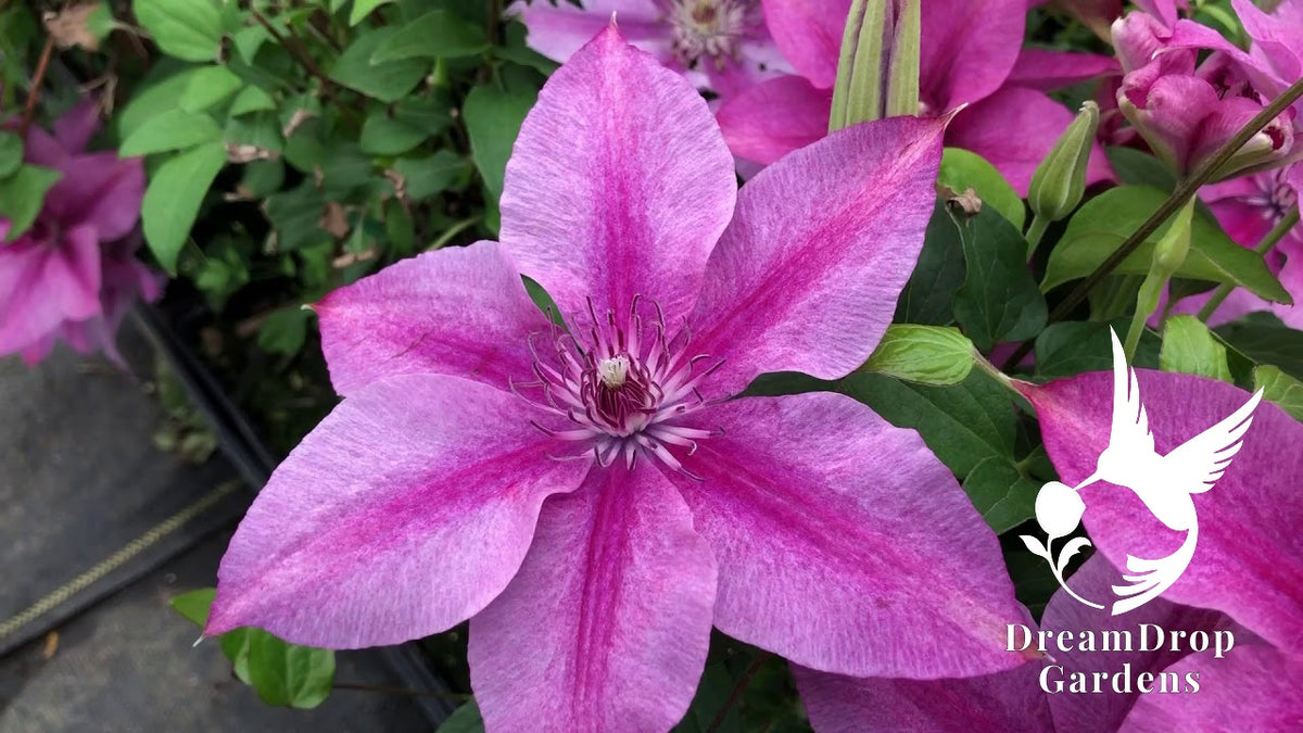 Clematis 'Rosalie' - Color Changing — DreamDrop Gardens photo 3