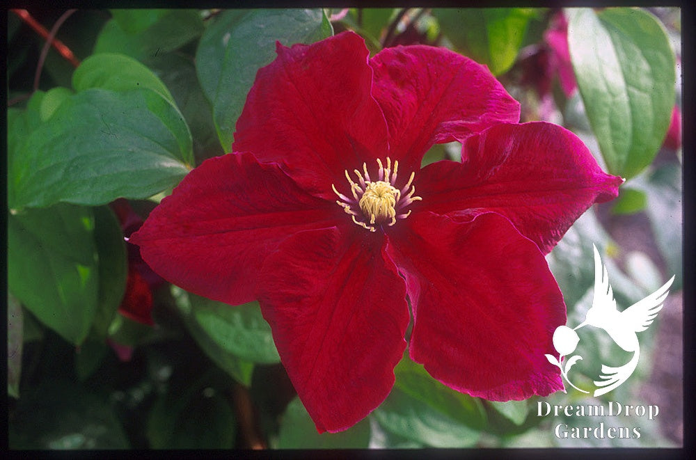 Clematis 'Rosemoor' — DreamDrop Gardens photo 1