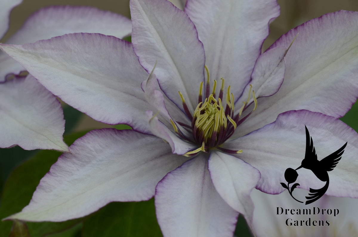 Clematis 'Samaritan Jo' - Bi-colored — DreamDrop Gardens photo 1