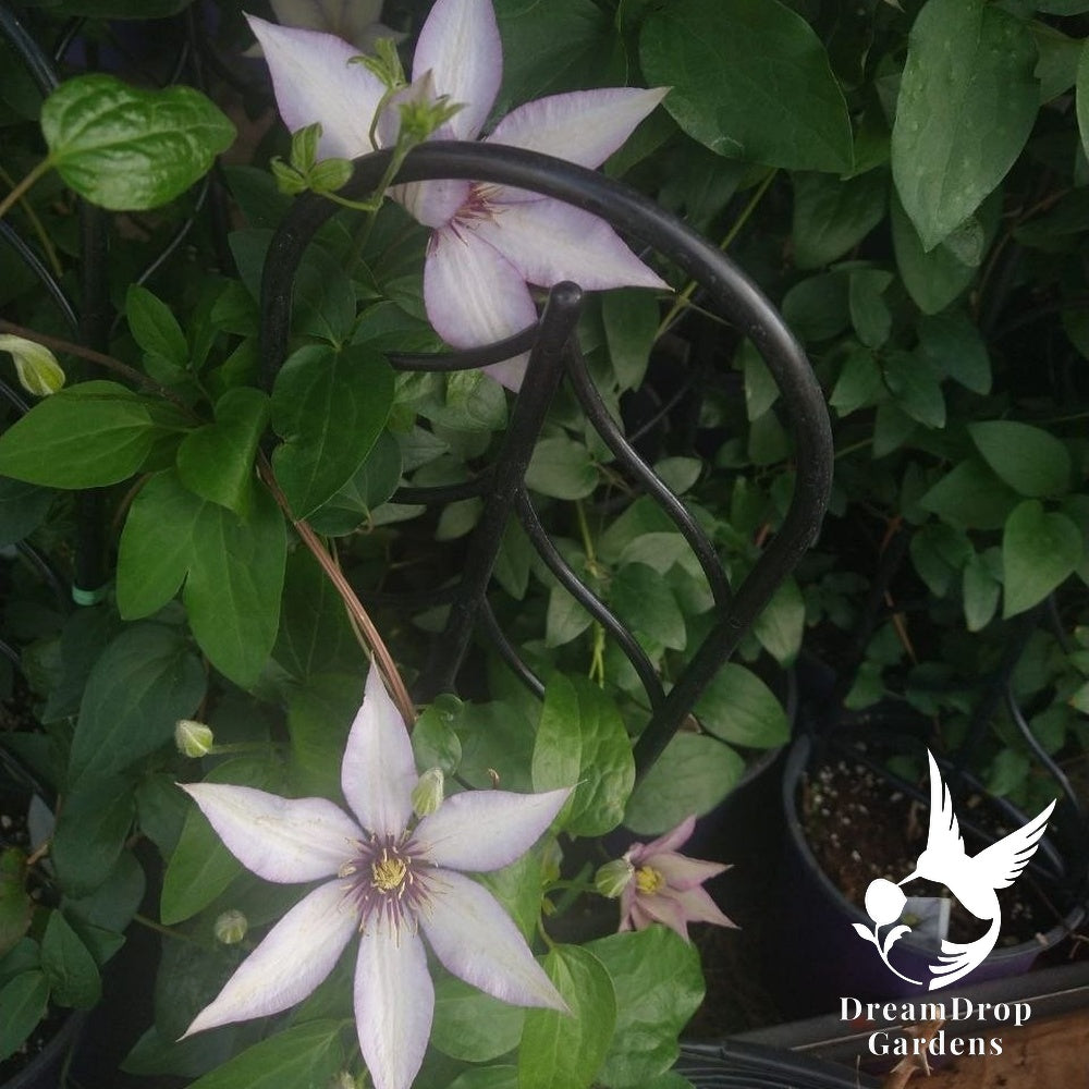 White clematis flowers with violet edges and purple centres climbing a trellis