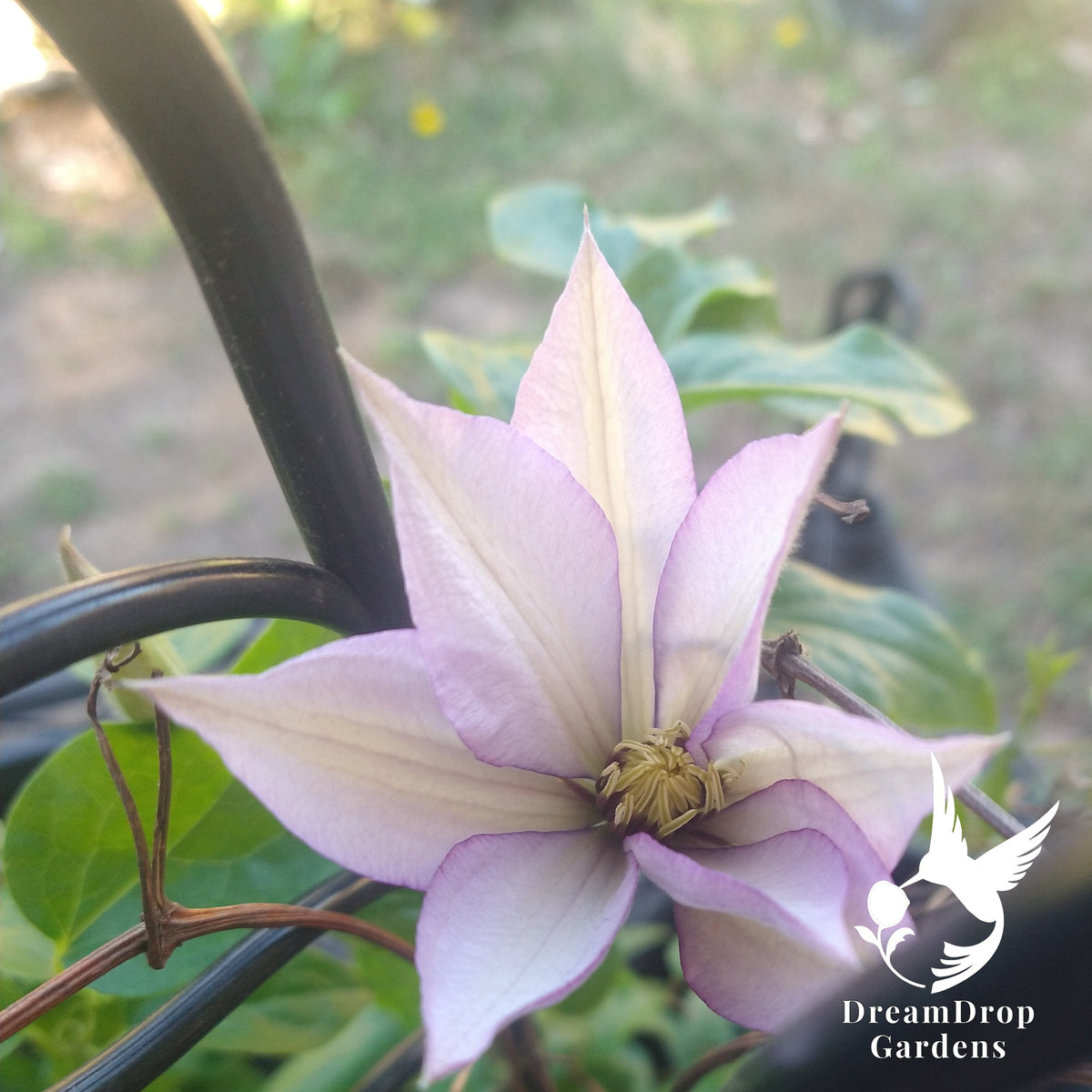 Cream Samaritan Jo clematis bloom with violet-edged petals on a black metal support