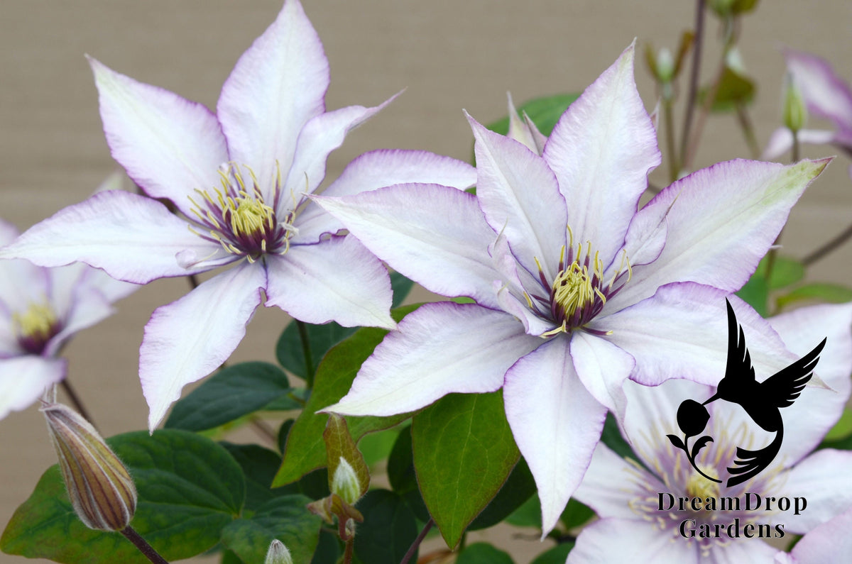 Clematis 'Samaritan Jo' - Bi-colored — DreamDrop Gardens photo 2
