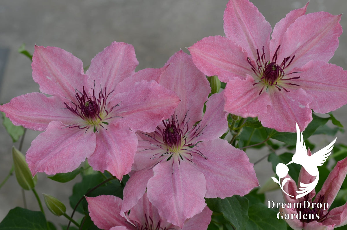 Clematis 'Sarah Elizabeth' — DreamDrop Gardens photo 1