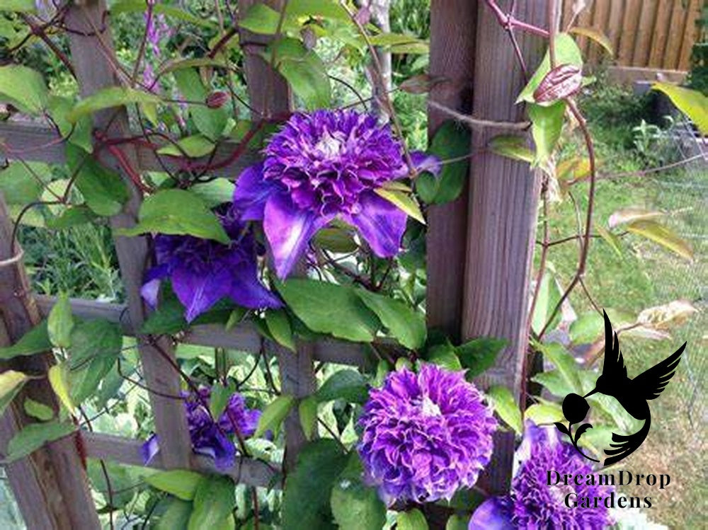 Clematis 'Shikou' / 'Shikoo' - Multi-Bloom Blue Violet — DreamDrop Gardens photo 1