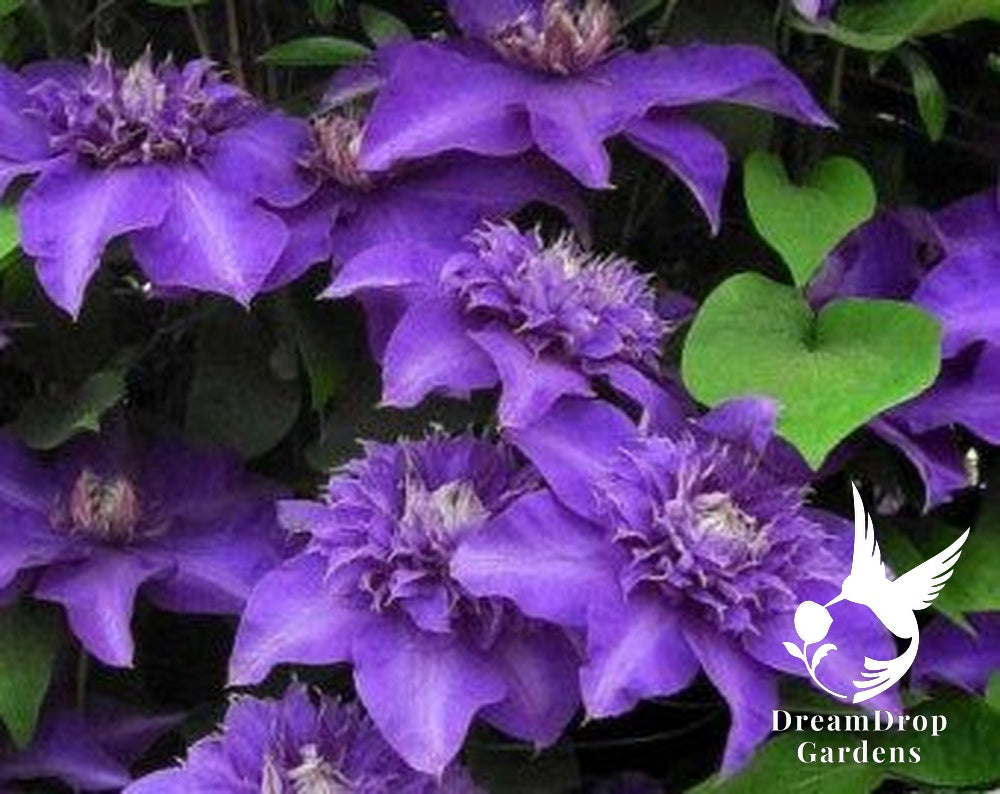Clematis 'Shikou' / 'Shikoo' - Multi-Bloom Blue Violet — DreamDrop Gardens photo 2